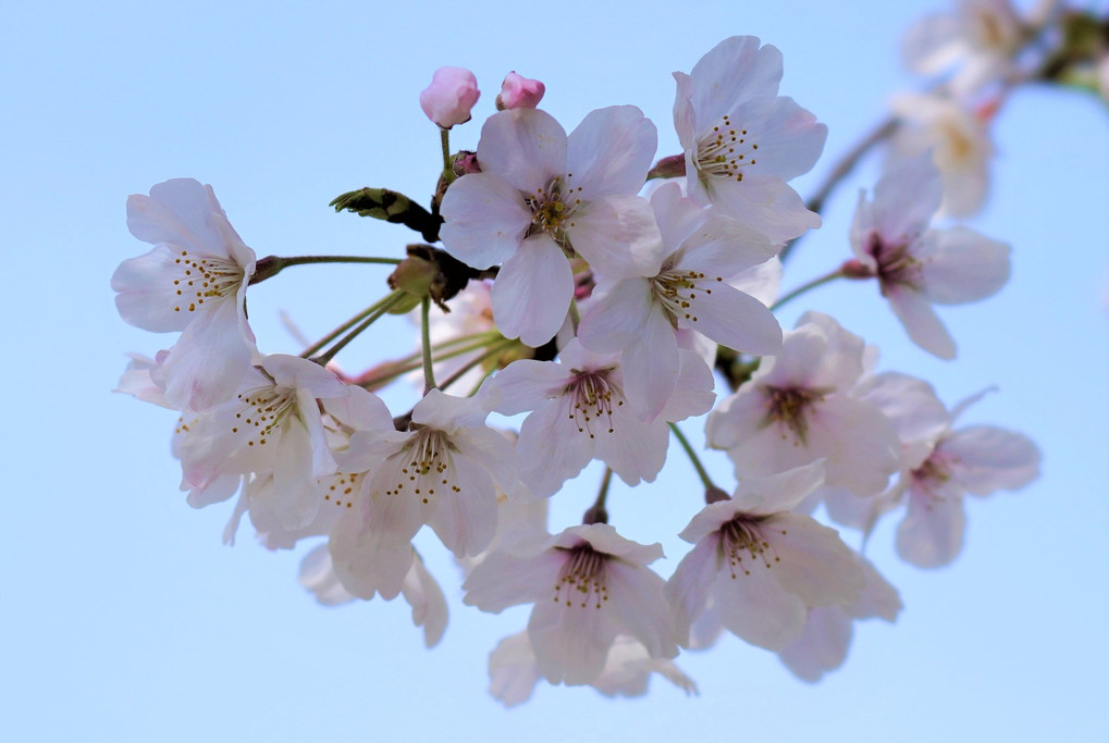 桜（明るい背景2021）