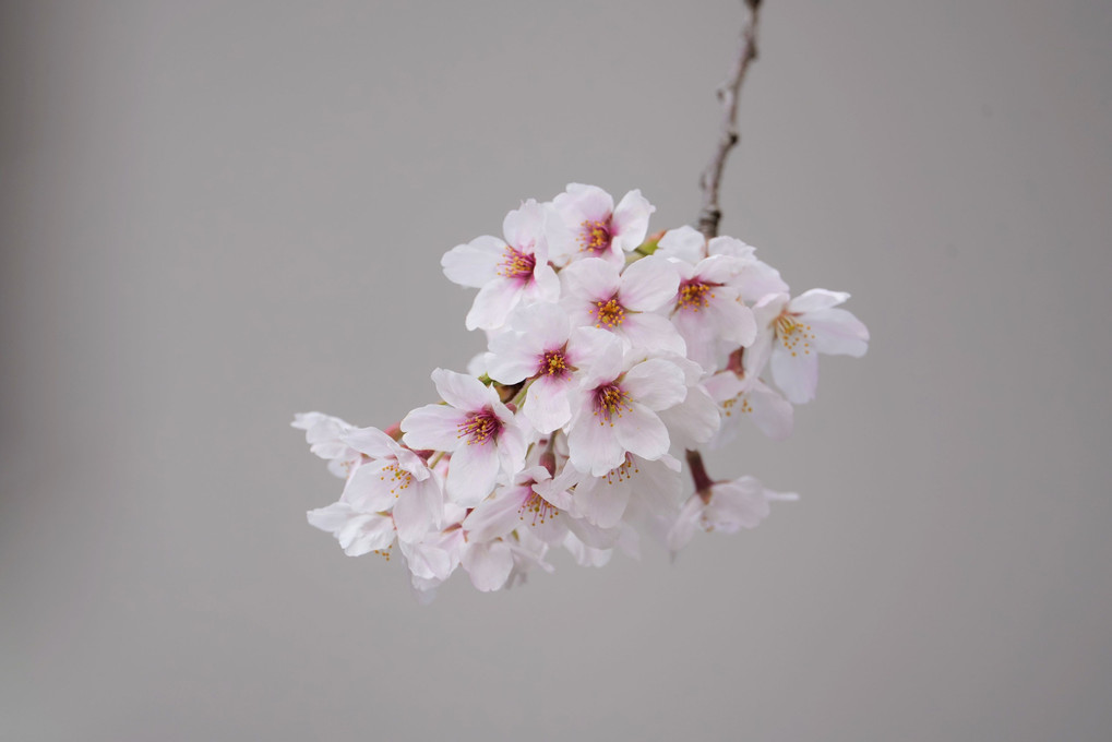 桜（明るい背景2022）