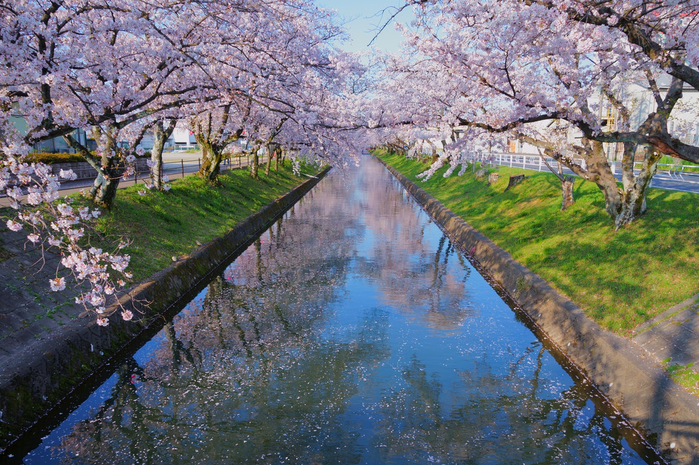 五条川　桜