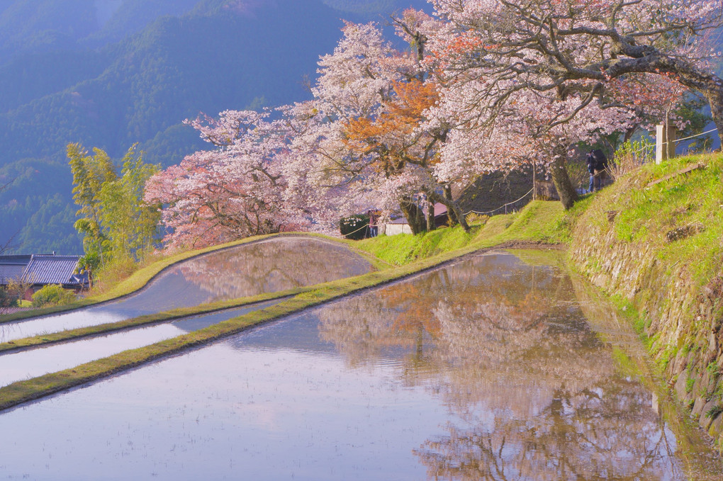 三多気の桜　#カレンダー2024