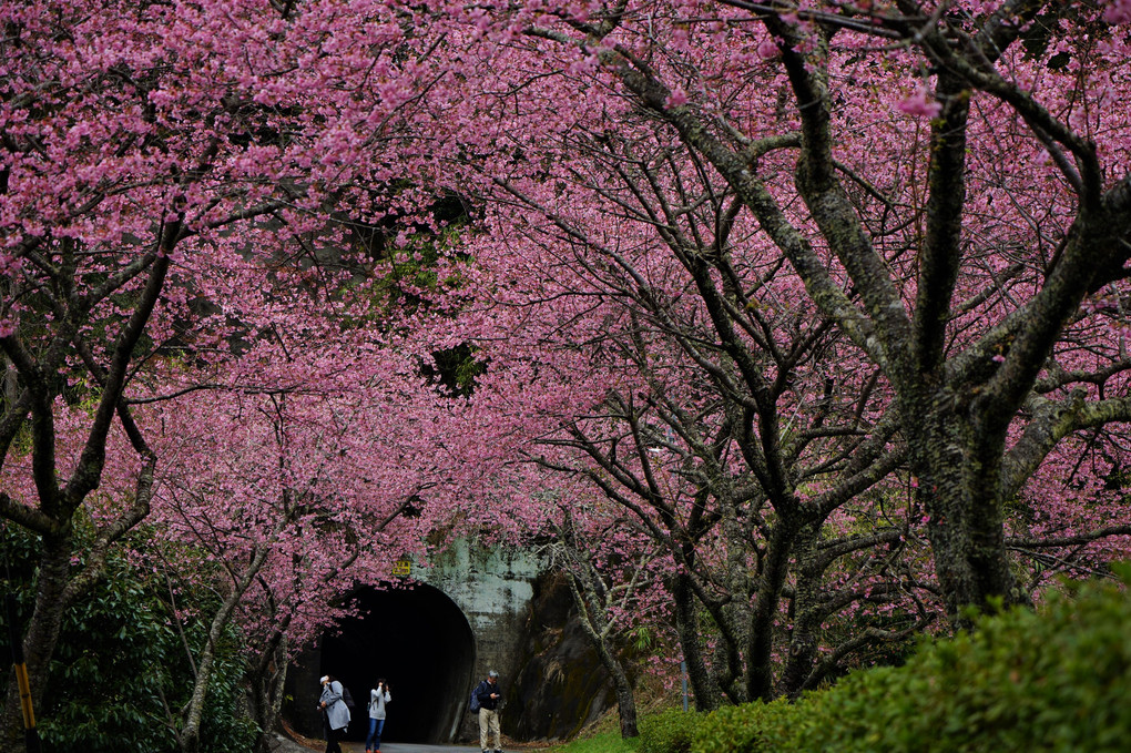 河津の桜並木