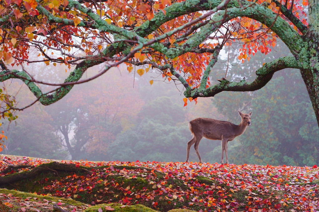 鹿と紅葉