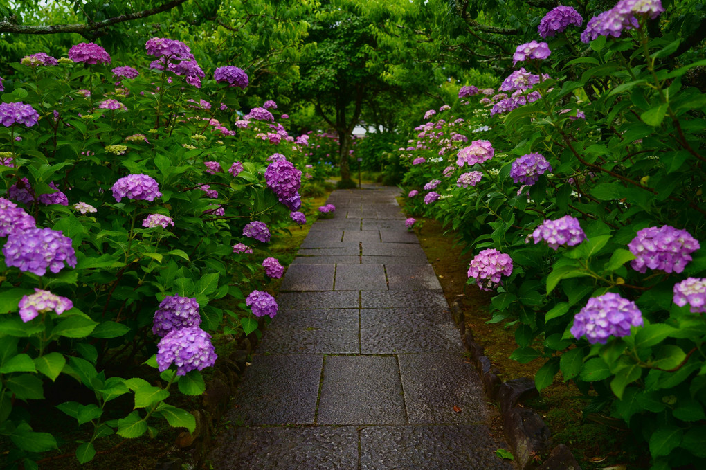 あじさい寺　雨の風景