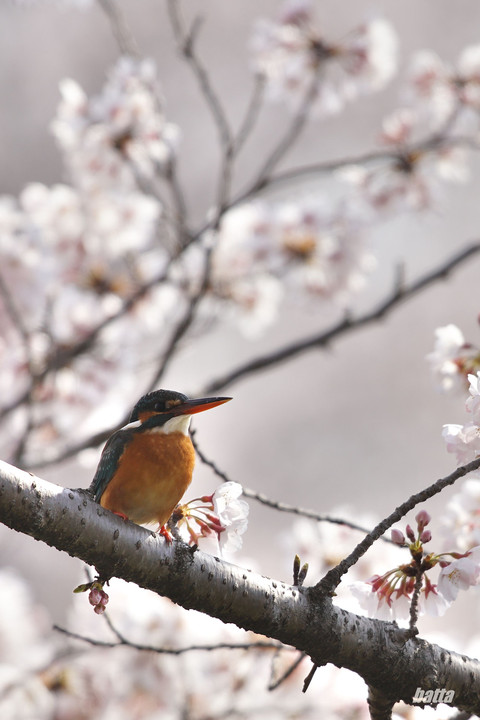 カワセミのお花見！！