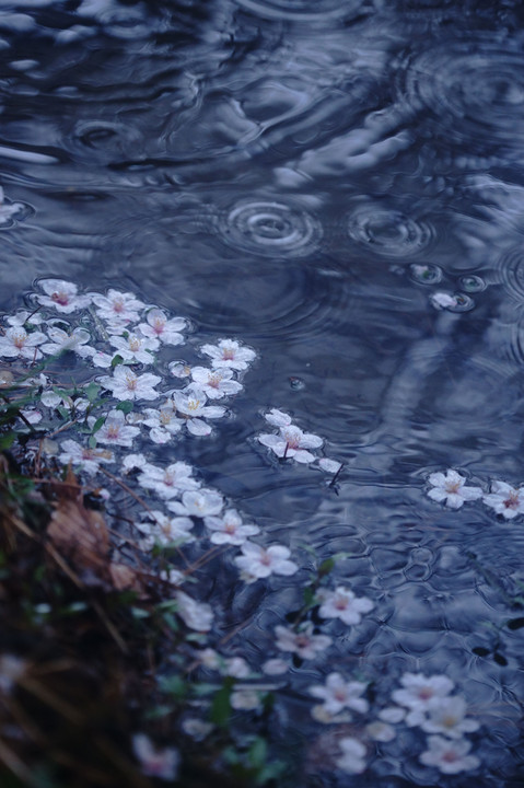 春の雨　１