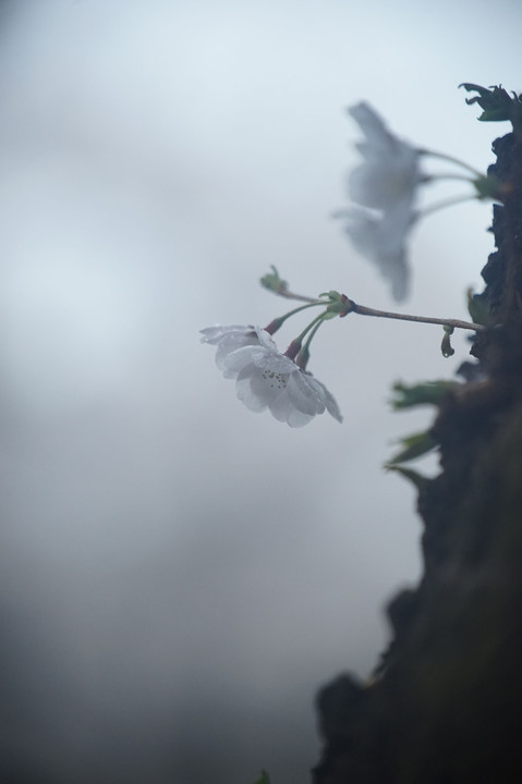 春の雨　２