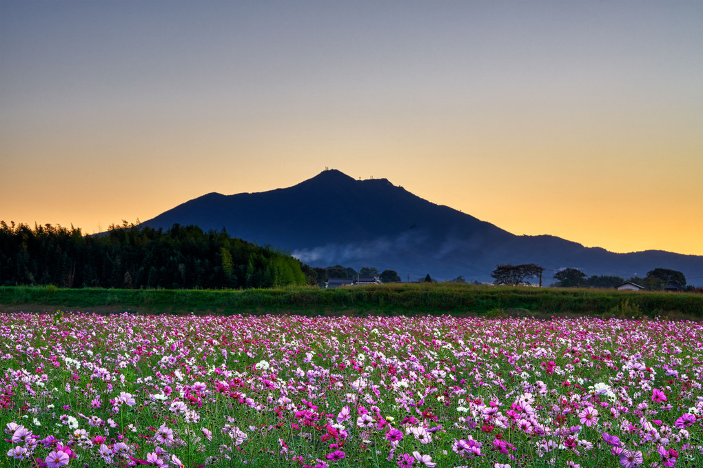 秋桜の目覚め