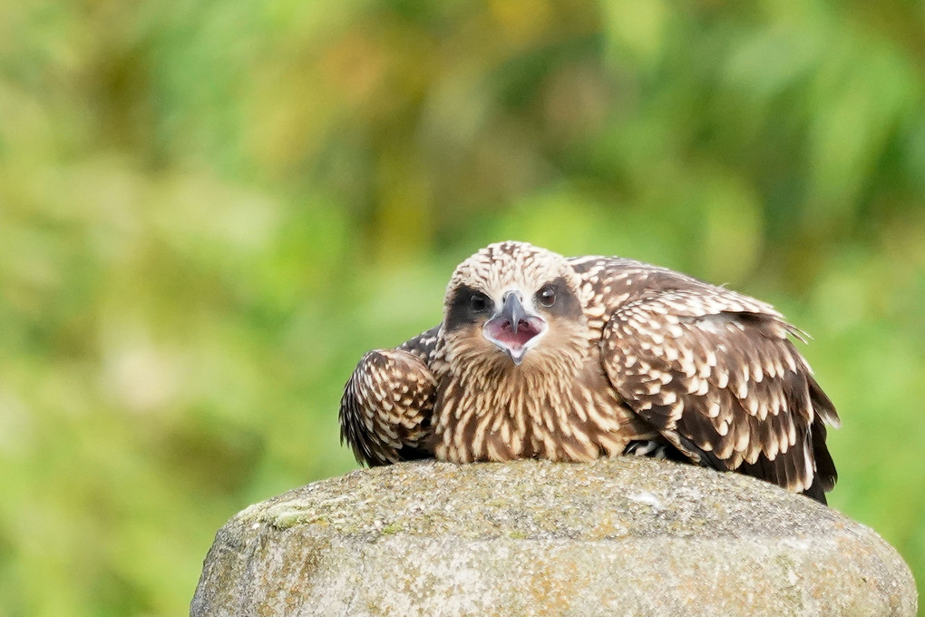 トビの幼鳥