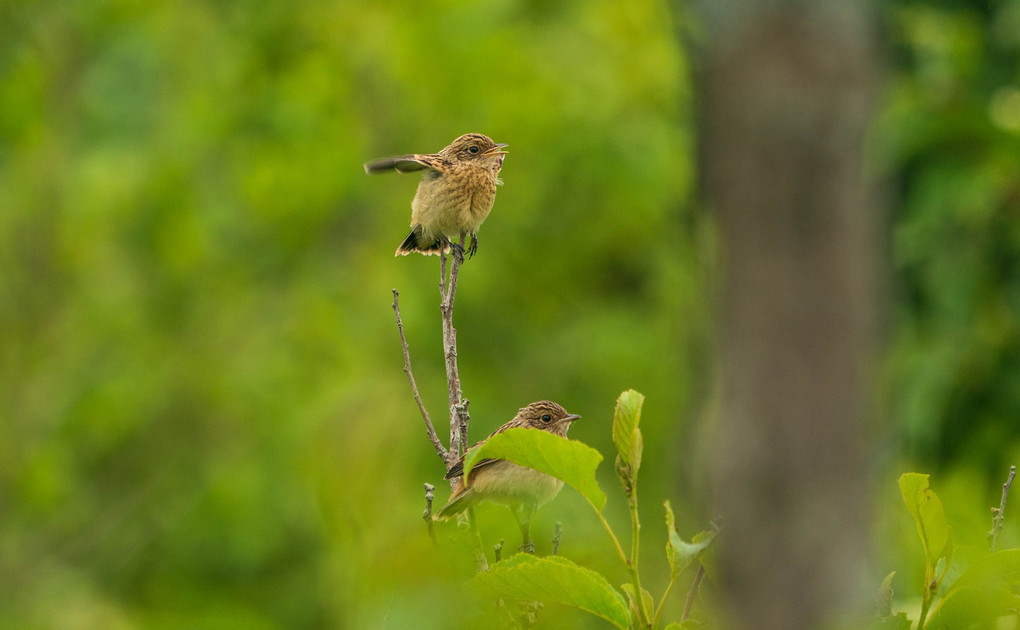 ノビタキの幼鳥