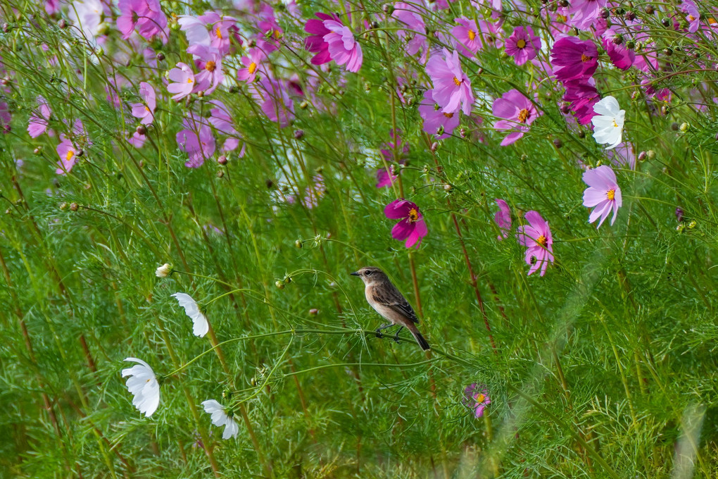 ノビタキと秋桜