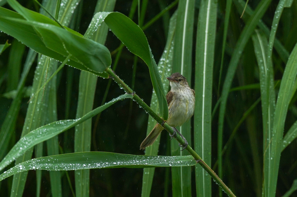 雨のオオヨシキリ