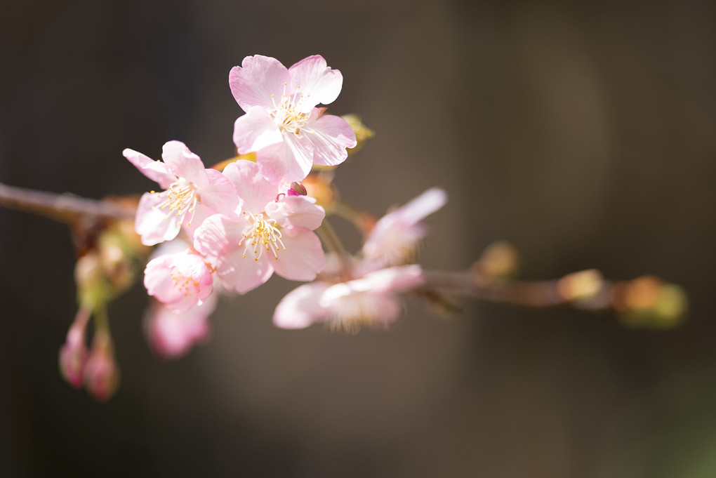 早咲きの桜