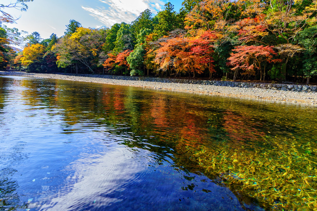 五十鈴川沿いの紅葉@伊勢神宮内宮