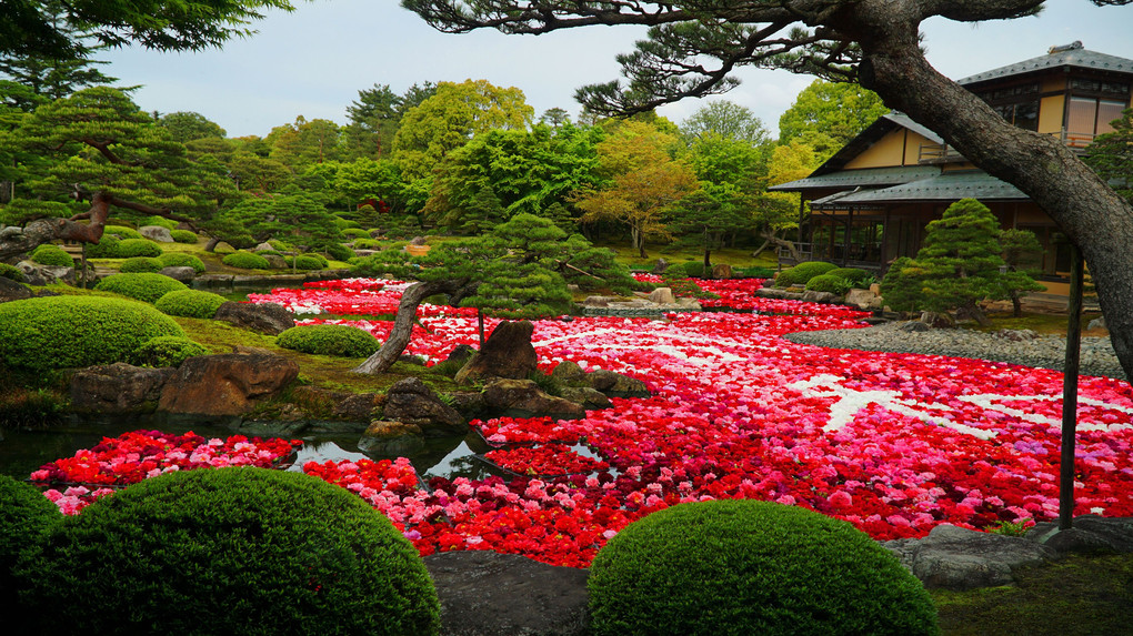 ３万輪の牡丹が浮かぶ日本庭園（令和）