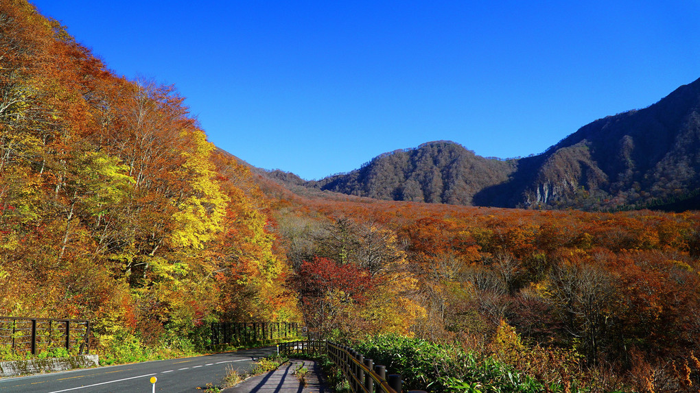 大山のブナ林