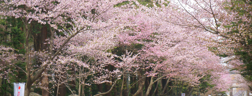 北海道神宮2018桜(3)