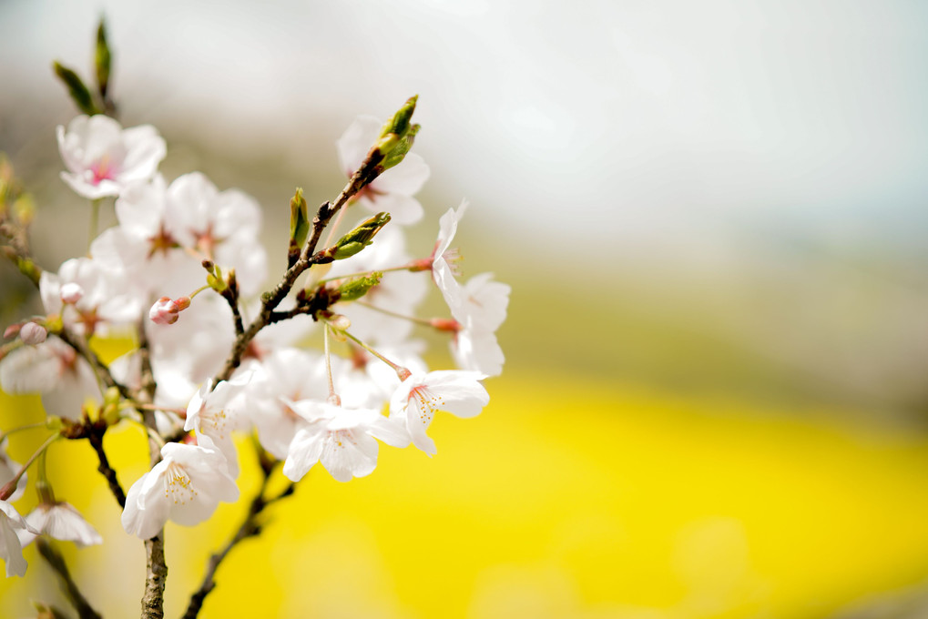 桜と菜の花