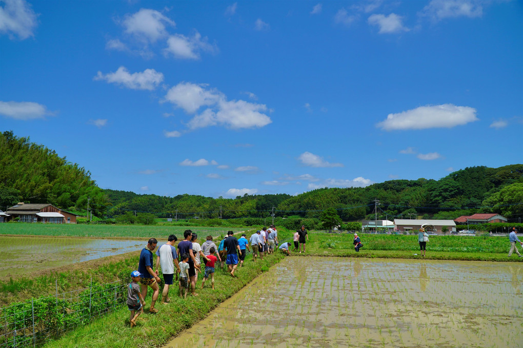 田植えの風景