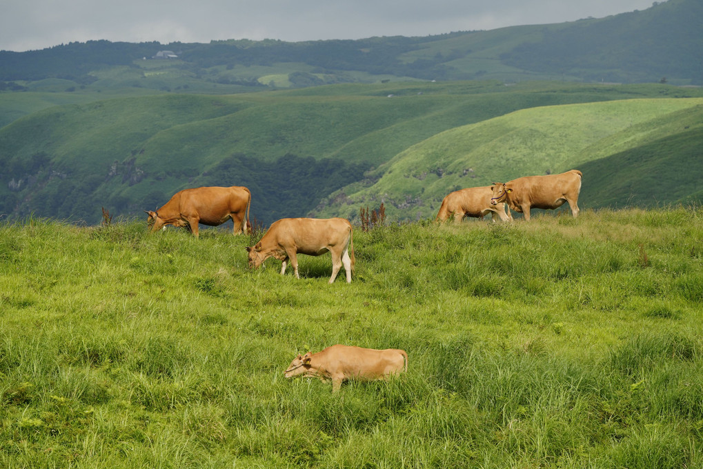 阿蘇山草原の赤牛