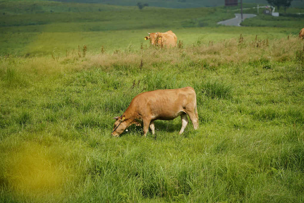 阿蘇山草原の赤牛