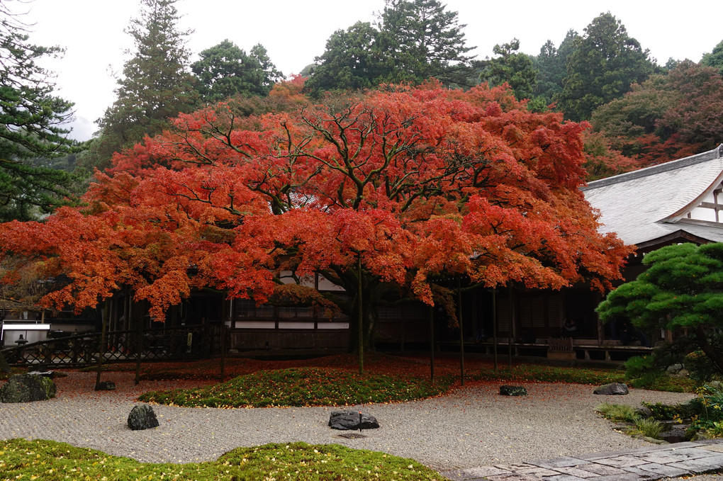 雷山千如寺大悲王院の紅葉