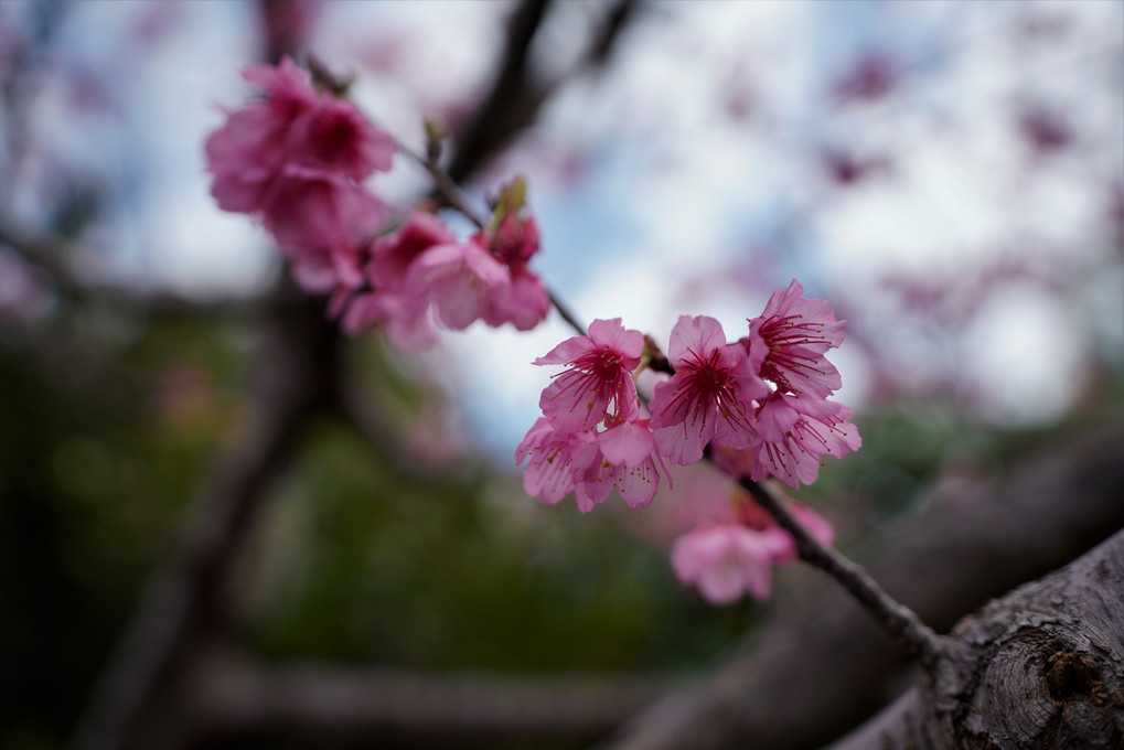 沖縄県糸満市の彼岸桜