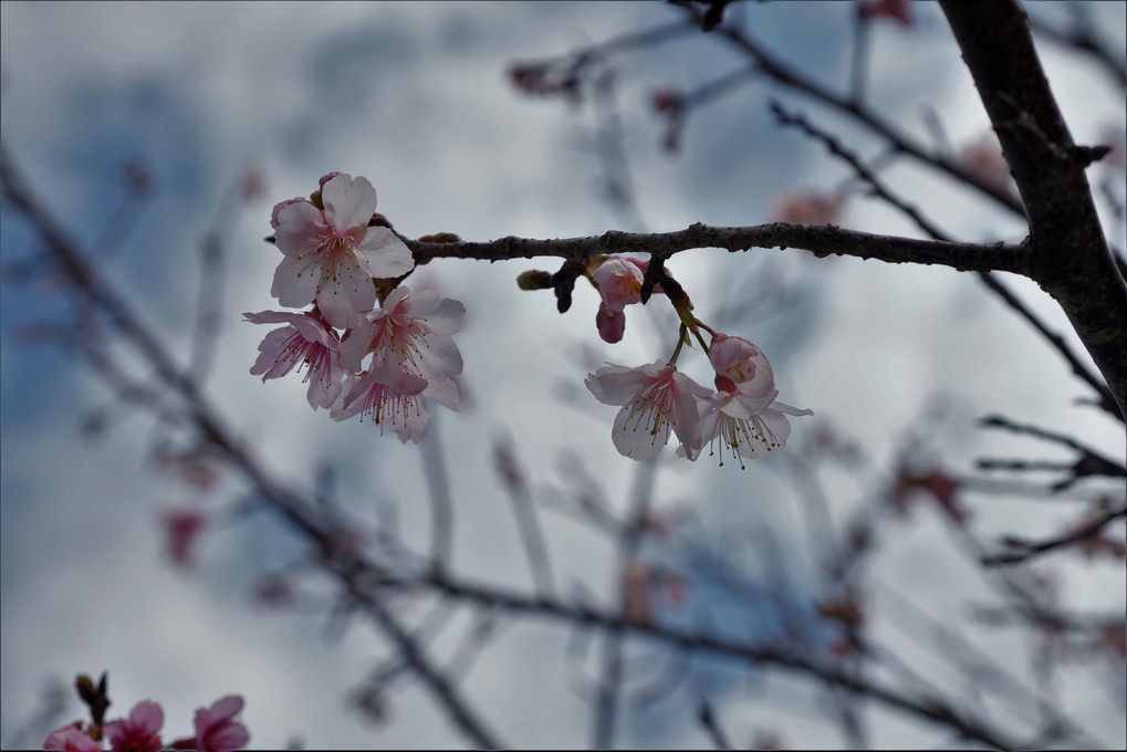 沖縄県糸満市の彼岸桜