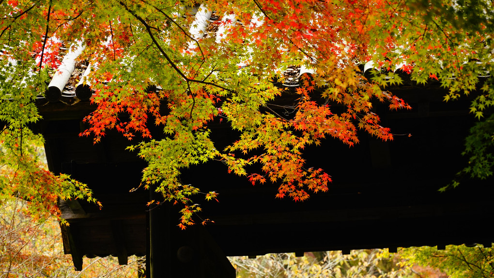 筑前の小京都秋月紅葉