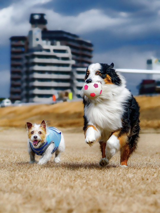 犬の散歩と公園散策