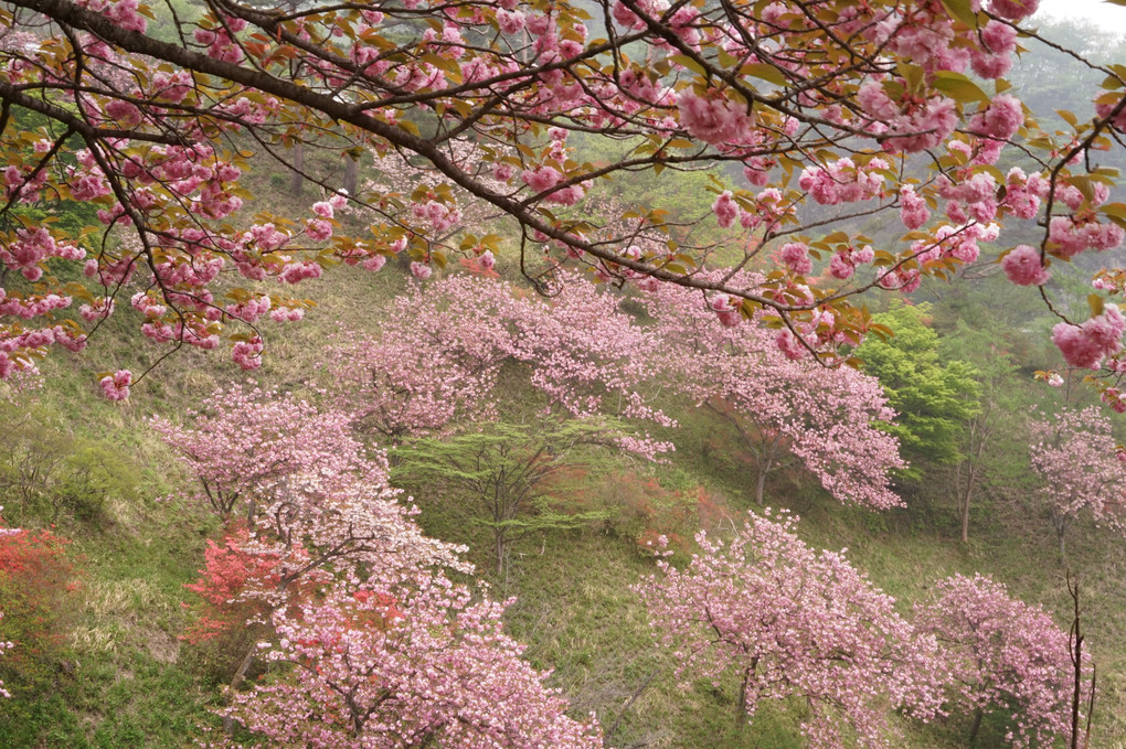 桜の里にて