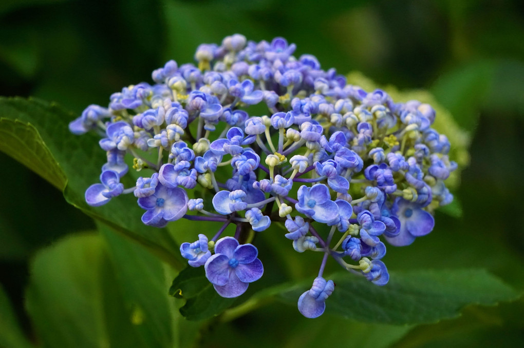 いろいろな青紫色の紫陽花