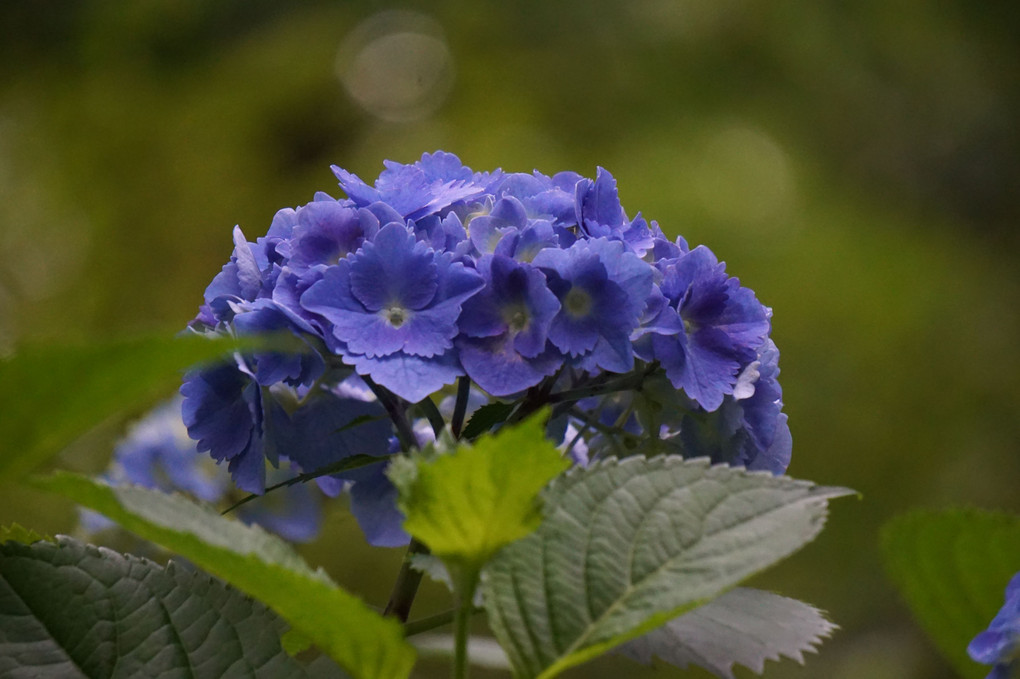 いろいろな青紫色の紫陽花