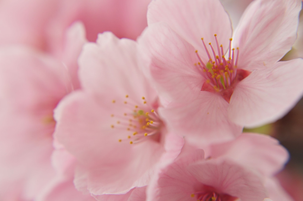 満開の大寒桜