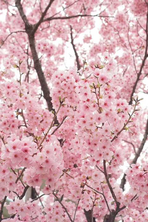 満開の大寒桜