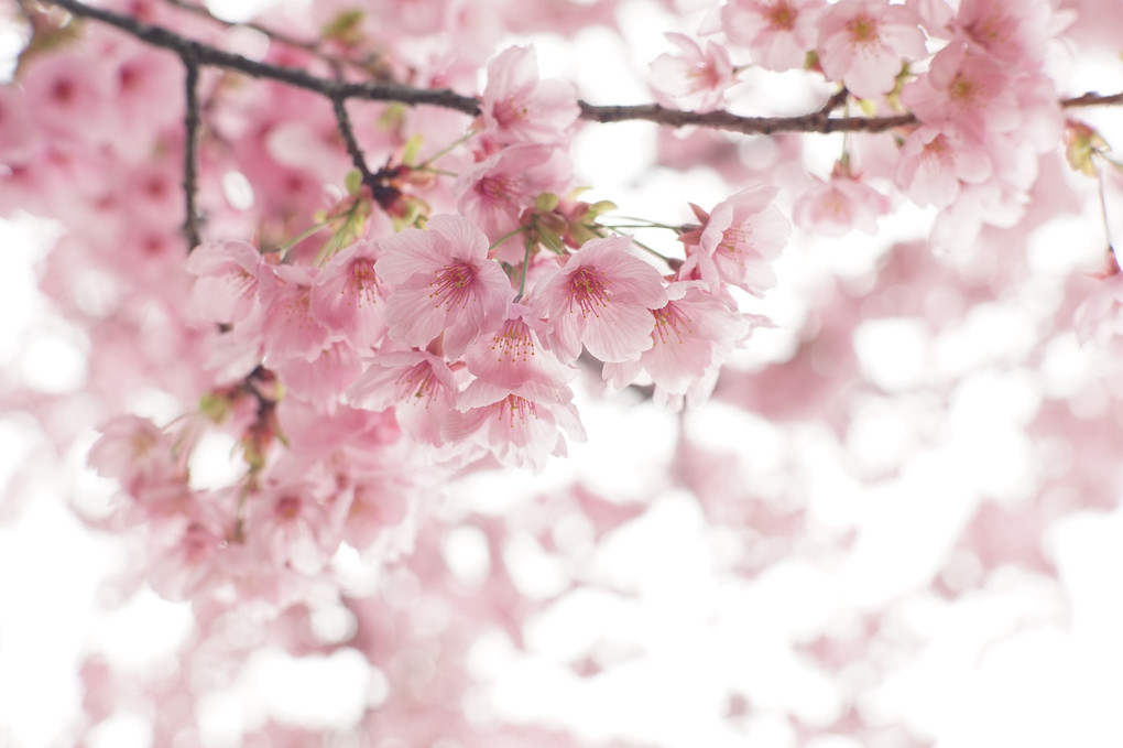春風にそよぐ大寒桜