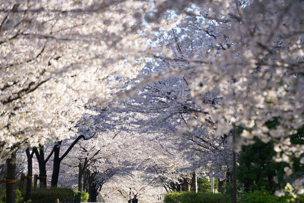 桜の道