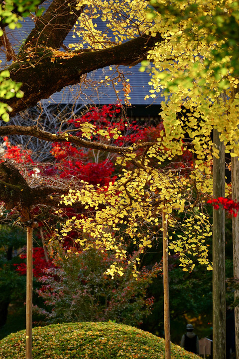 ’22紅葉4晩秋