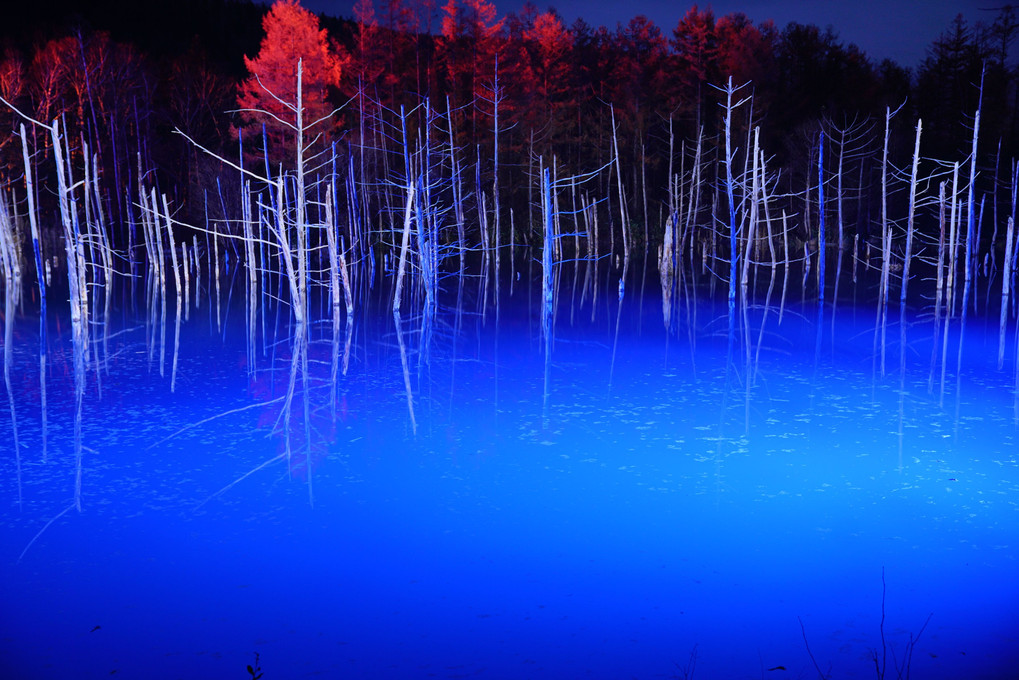 ライトアップ青い池