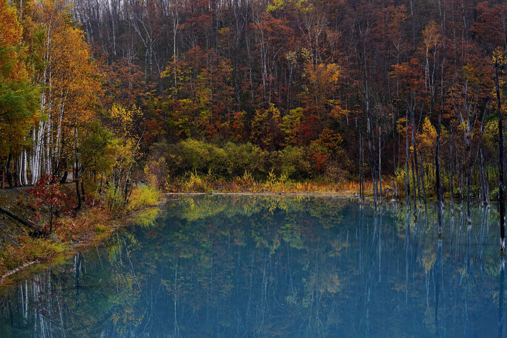 青い池の晩秋
