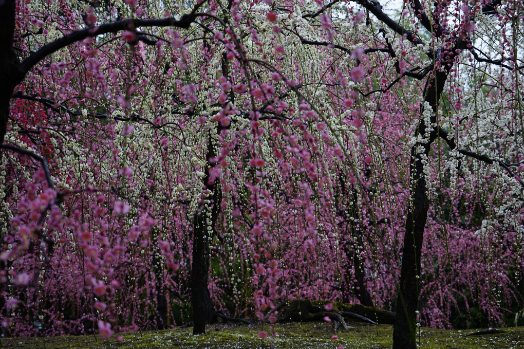 京都洛南散策 “しだれ梅と落ち椿”