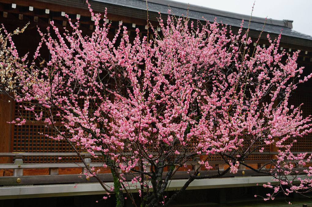 京都洛南散策 “しだれ梅と落ち椿”