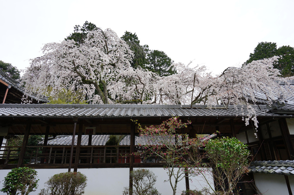 京都桜散策 十輪寺なりひら桜