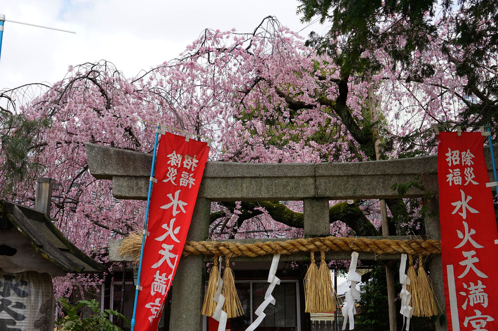 京都桜散策 西陣の美桜