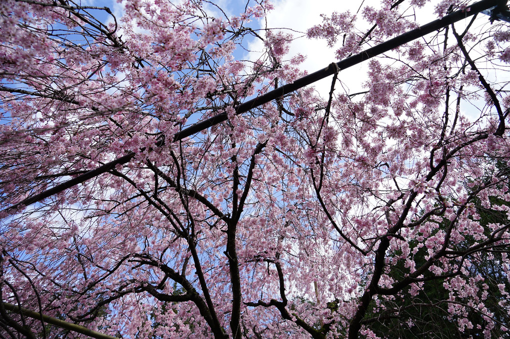 京都桜散策 西陣の美桜