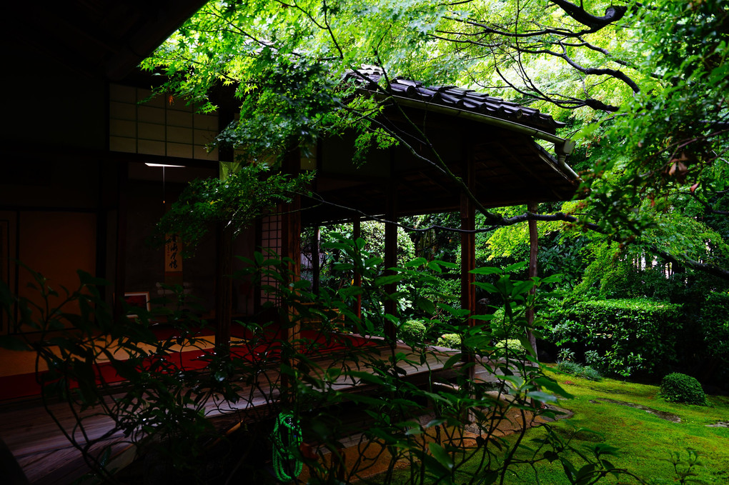 初夏の京都散策 新緑まぶしい桂春院 