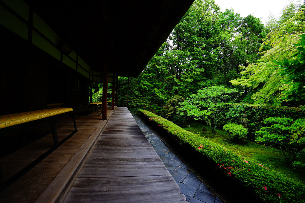 初夏の京都散策 新緑まぶしい桂春院 