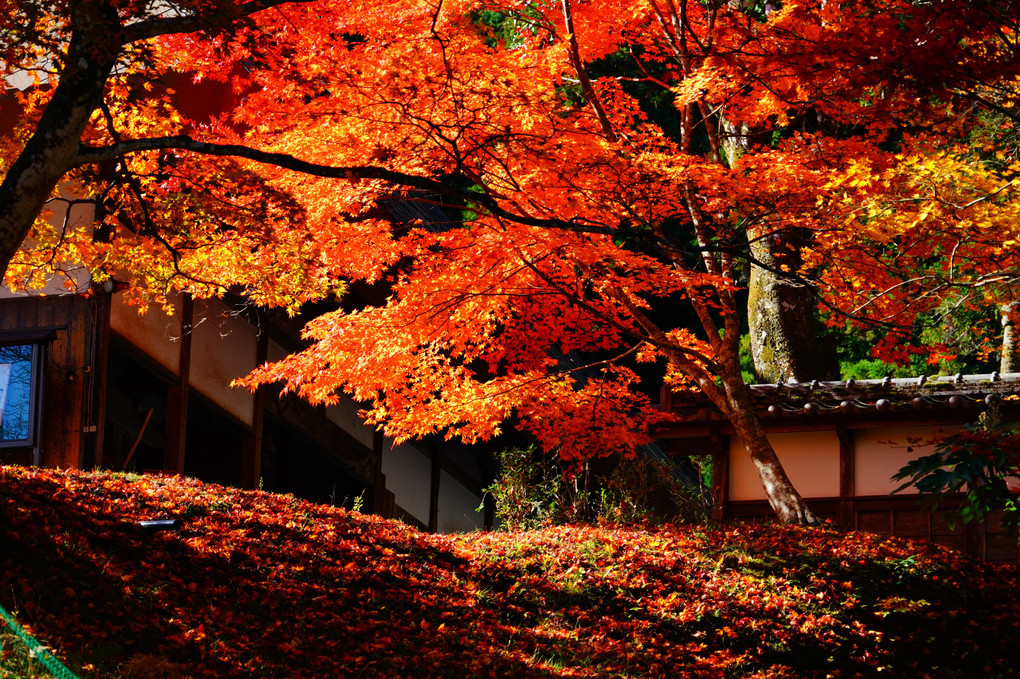 紅葉が彩る京都散策　彩りの龍穏寺