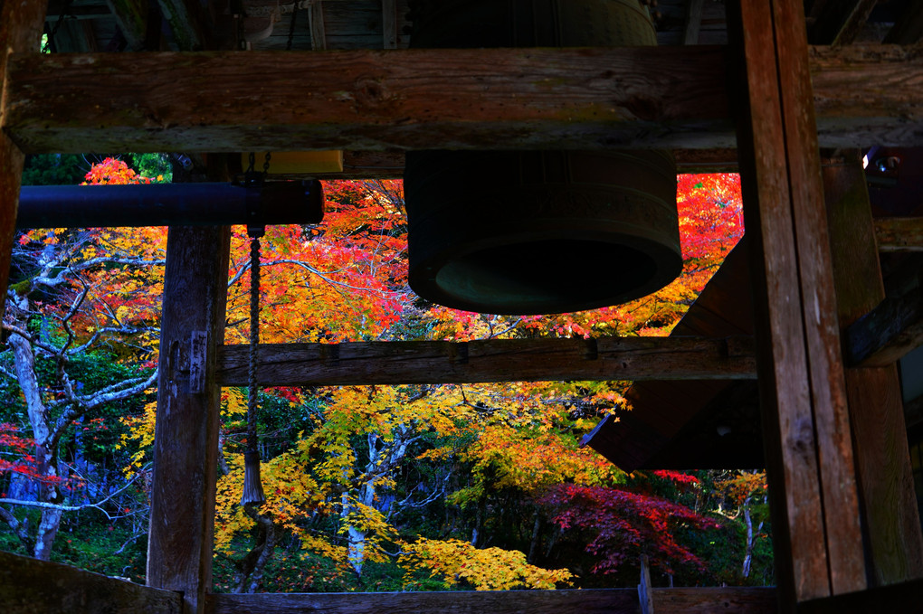 紅葉が彩る京都散策　彩りの龍穏寺