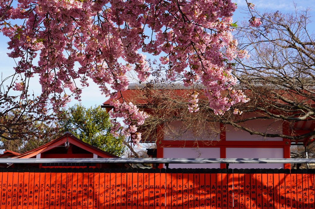 京のさくら散策 早咲きの桜 