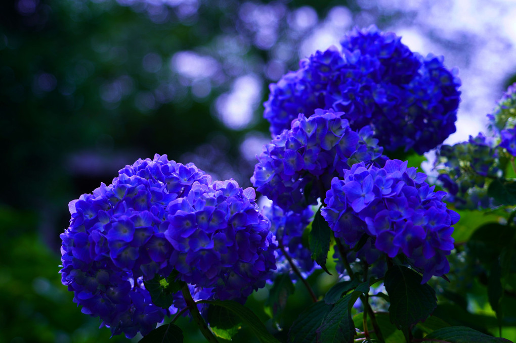 華麗な紫陽花
